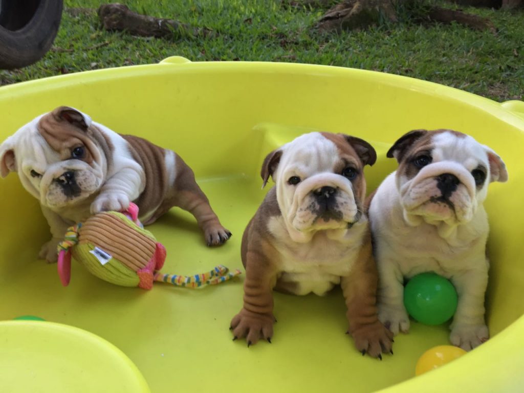 Filhotes de Bulldog Ingles , Bulldog Ingles, Criação Bulldog Ingles, Especializado Bulldog Ingles, Bulldog Ingles preço,WhatsApp (51) 9 8437 1850.