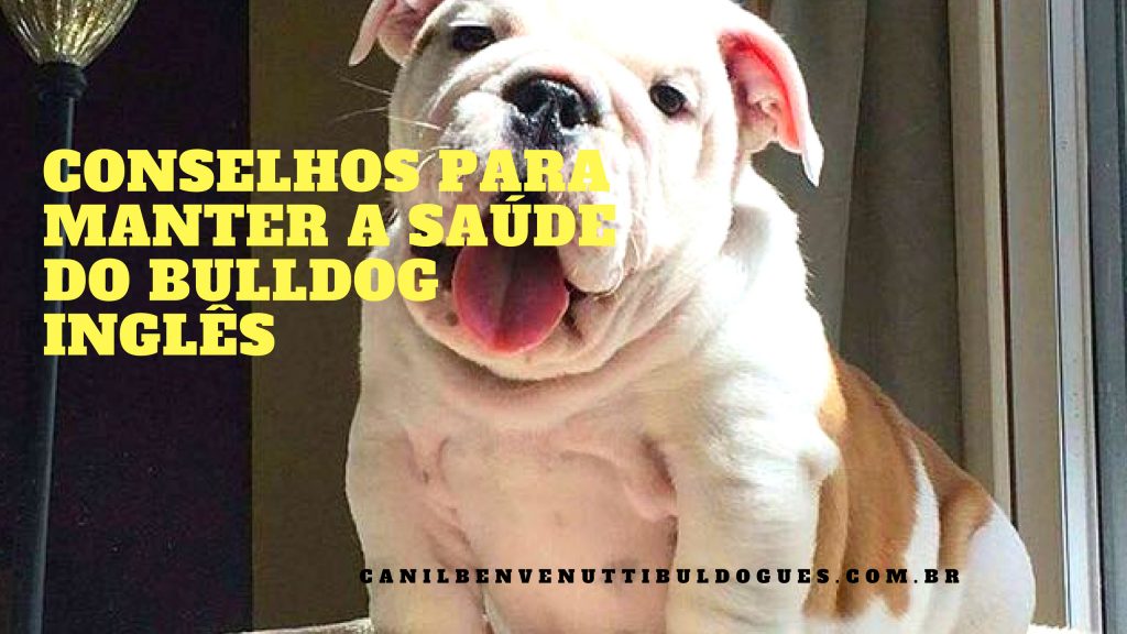 Filhotes de Bulldog Ingles , Bulldog Ingles, Criação Bulldog Ingles, Especializado Bulldog Ingles, Bulldog Ingles preço,WhatsApp (51) 9 8437 1850.